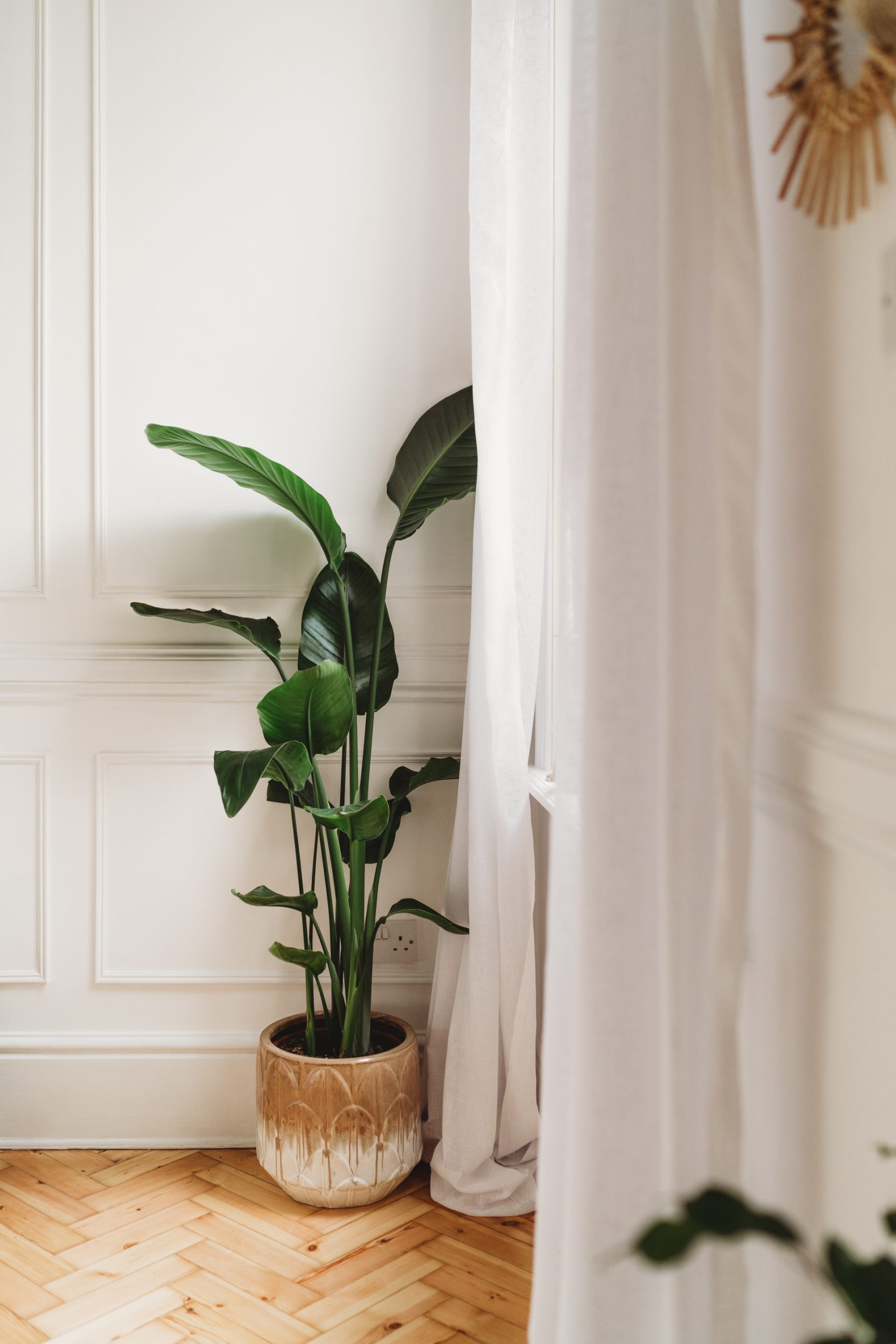 large bird of paradise plant in front of window as light spills onto the wooden parquet floor through white curtains 